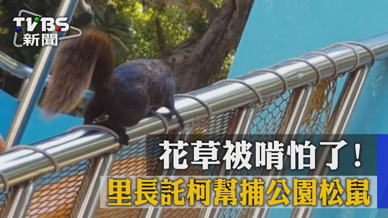 花草被啃怕了! 里長託柯幫捕公園松鼠