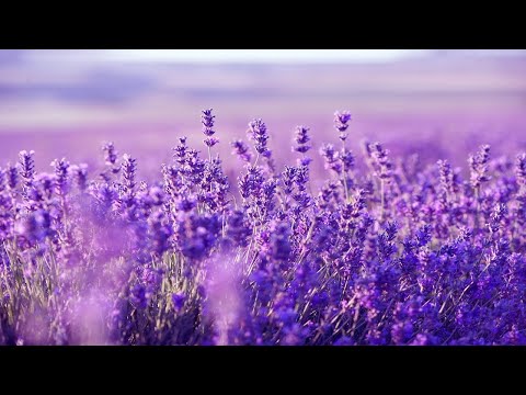 Relaxing Harp Music: Sleep Music, Stress Relief, Meditation Music, Spa Music, Background Music ★53