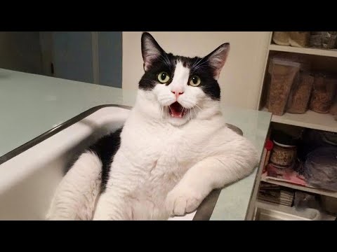 Funny Cat Videos 2025