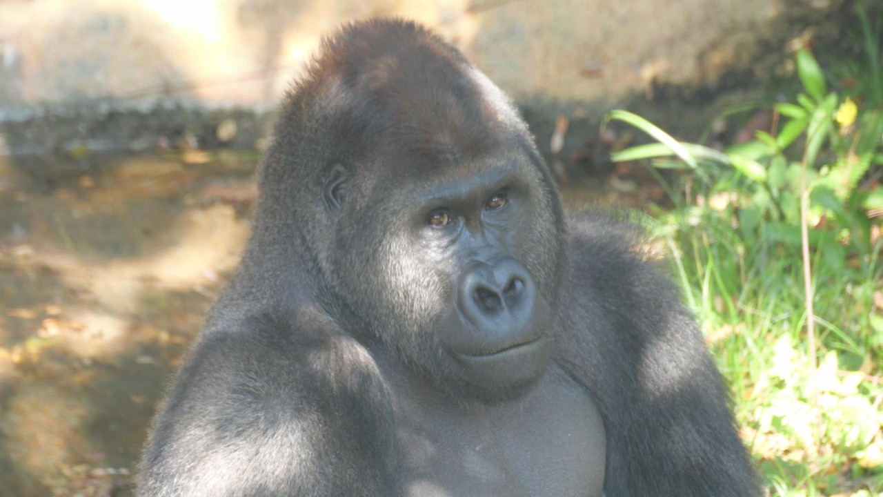 木陰のゲンタロウ　上野動物園　ゴリラ　202604
