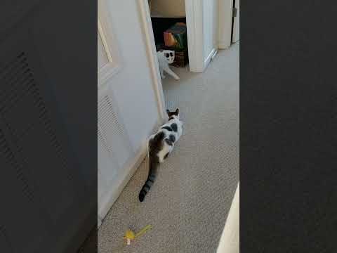 Gatica and Lulu Getty along better