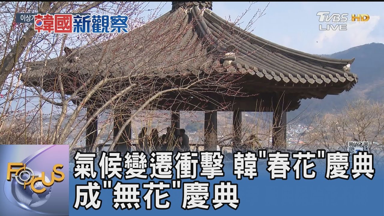 氣候變遷衝擊 韓「春花」慶典成「無花」慶典