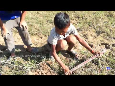 Wow!! 3 Amazing Children Catch Many Snakes With Bare Hand In Cambodia
