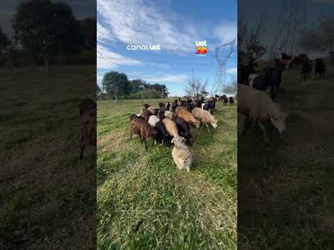 Siga o mestre! Lula da Pomerânia vira ‘cão pastor’ de ovelhas