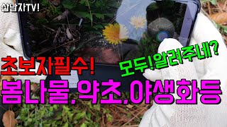 봄나물 이름 종류 구별 약초 야생화 다 알려주네? 초보자 필수 앱 사용방법 사용법! 스마트렌즈~ 산남자 약초…