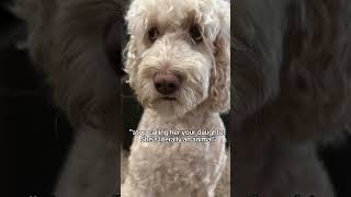 Oh yeah explain this #cuteanimal #pets #cutedog #dog #funny #dogcute #cute #chewy