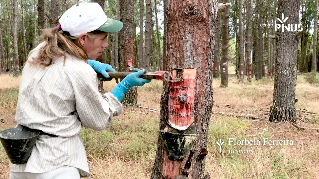 PINUS TV || Estórias do Pinhal-Bravo: O Resineiro