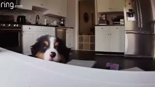 Watch This Bernese Mountain Dog Listen to His Owner Through Ring!   RingTV