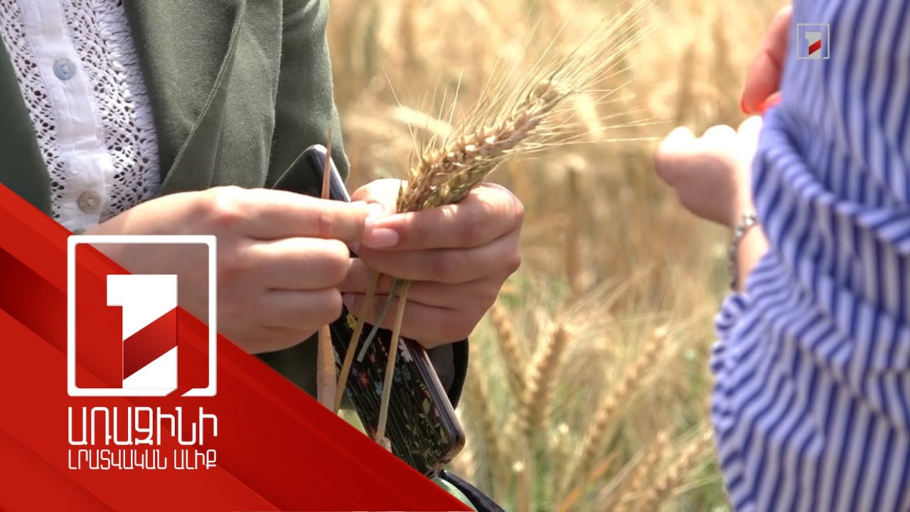 Լազերային զտիչ սարք՝ ցորեն արտադրողների համար