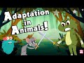 ANIMALS ADAPTATION | How Adaptation In Animals Work? | The Dr Binocs Show | Peekaboo Kidz