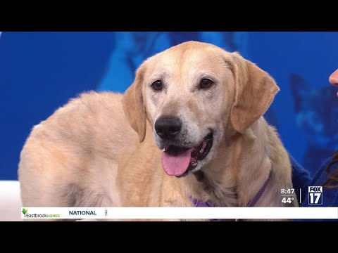 Pet Adoption Tuesday - Meet Stella! - YouTube
