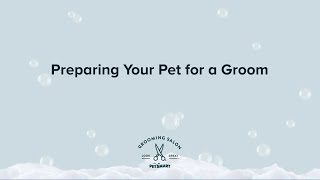 Preparing Your Pet for Grooming | PetSmart