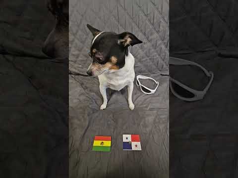 Bolivia vs Panama #copaamerica #copaamérica2024 #groupstage #bolivia #panama #soccerpredictions #dog