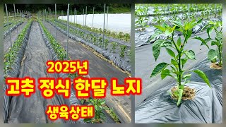 고추 정식 한달 노지 생육상태 괴산청결고추 충북 괴산 풀뿌리농장 [고추재배방법]