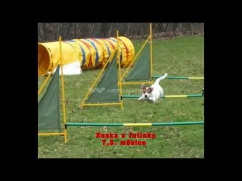 Agility trénink 29.11.2014