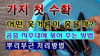 [텃밭농부 1,554]  가지 첫 수확. 액비는 어떤것이 좋을까? 공중지주대에 단단히 묶기. #가지재배