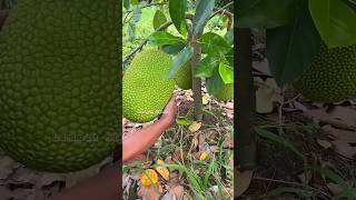 Download lagu Milk Grafting Technique on Jackfruit Plants mp3