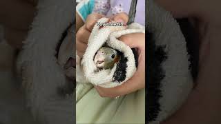 Yums will always be a little baby bird in my eyes #cockatiel #parrot #bird #yumyumthetiel