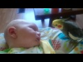 Cockatiel gives kisses and sings to a sleeping baby.