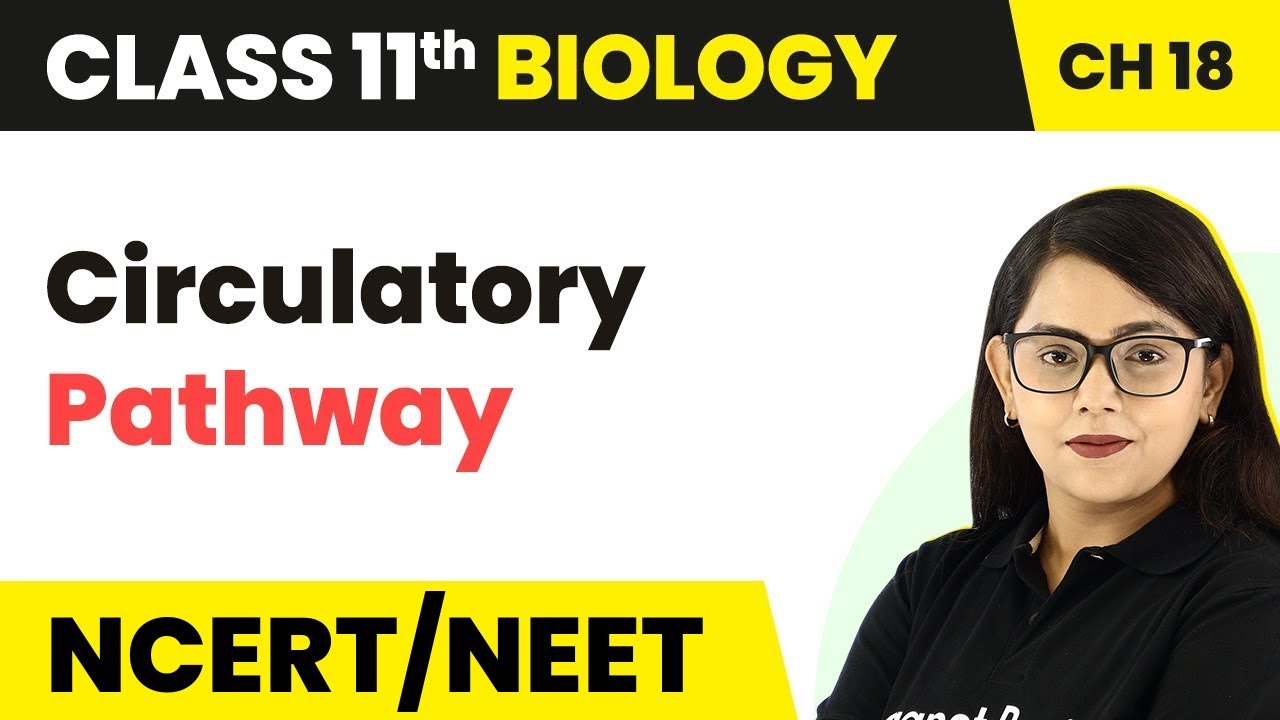 Circulatory Pathway - Body Fluids And Circulation | Class 11 Biology/NEET-AIIMS