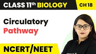 Circulatory Pathway - Body Fluids And Circulation | Class 11 Biology/NEET-AIIMS