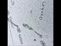 Frank Ocean Pyrite Fool S Gold Cover