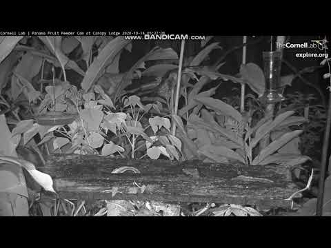 A couple of tree frogs hop around at the Panama Fruit Feeder