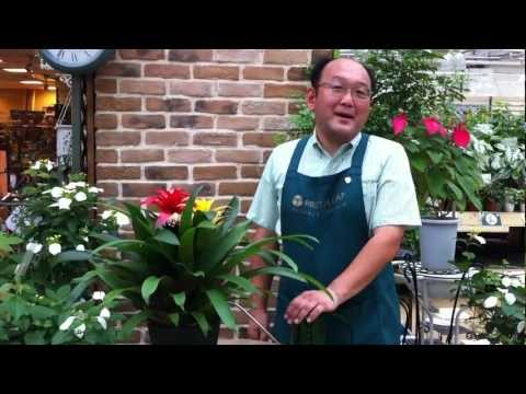 園芸 グズマニア