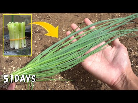 栽培サルシファイ、リーキリーフサルシファイ、ホワイトサルシファイ、Tragopogon porrifolius