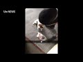 West Midlands RSPCA Appeals After Man Films Himself Beating Cat For SnapChat