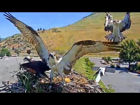 Hellgate ospreys 6 30 19 1054a Iris in with fish Another Osprey lands on nest 3 one tries to land