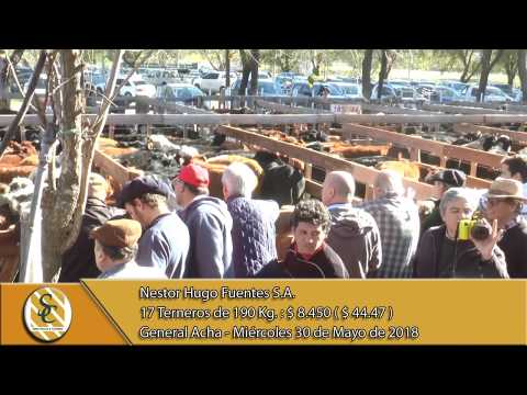 30-05-18 Venta de Machos - Nestor Hugo Fuentes S.A. - General Acha