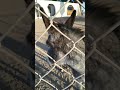 Got To See My Donkey Ludlow CA