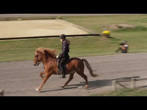 Bangsi von Aegidienberg 26092021