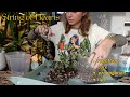 String Of Hearts Potting Propagations Updates Care Tips I Ve Learned