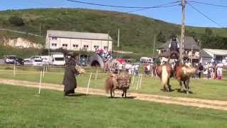 preview picture of video 'Fête du cheval 2014'