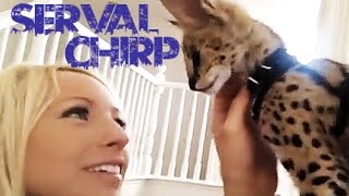 Serval Chirp So Cute!!