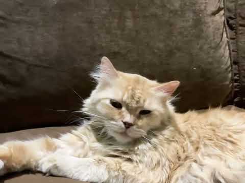 #mycat القطه لونا