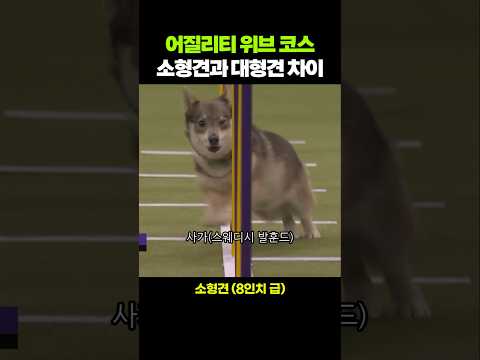 위브코스를 돌파하는 대형견과 소형견 모습 비교
