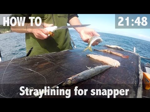 How To: Straylining for Snapper & 30lb Catch!