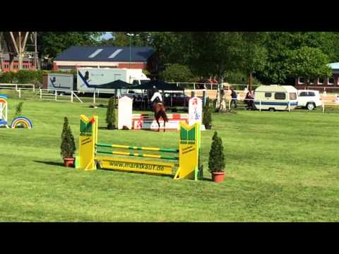 Wallach 2010, Valentino x Stakkato zu Verkaufen