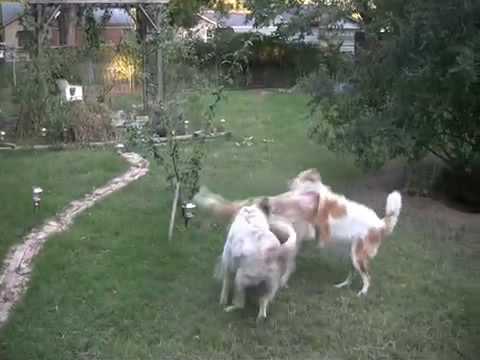 Great Pyrenees at Play