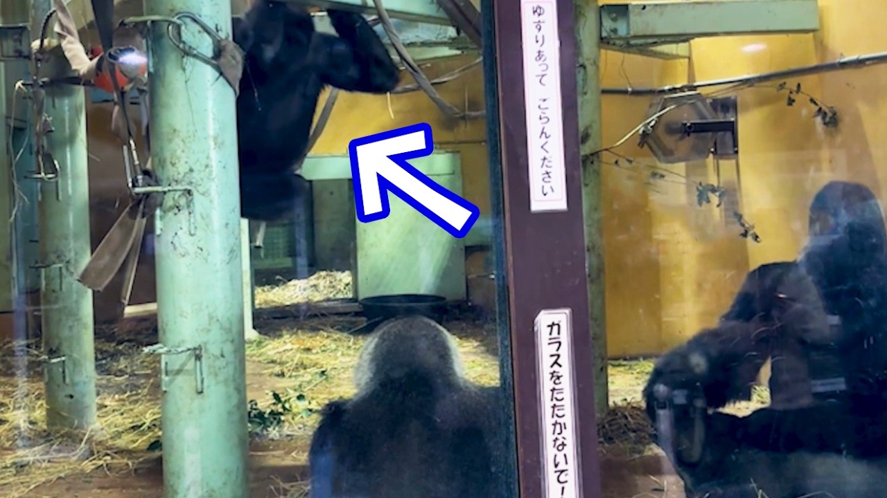 Surprise Attack! Kintaro Upsets Mom&Taught a Lesson by Dad🤣