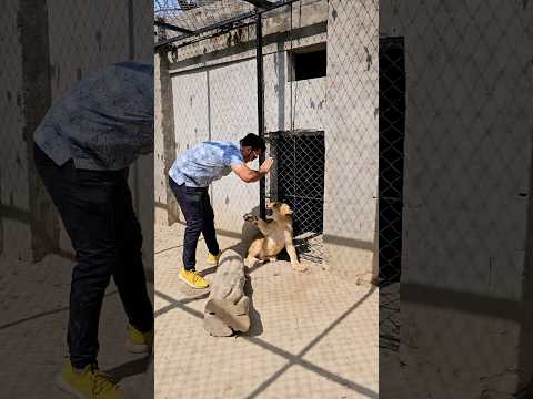 Aggressive Lion Cub in Angry Mood | Nouman Hassan |