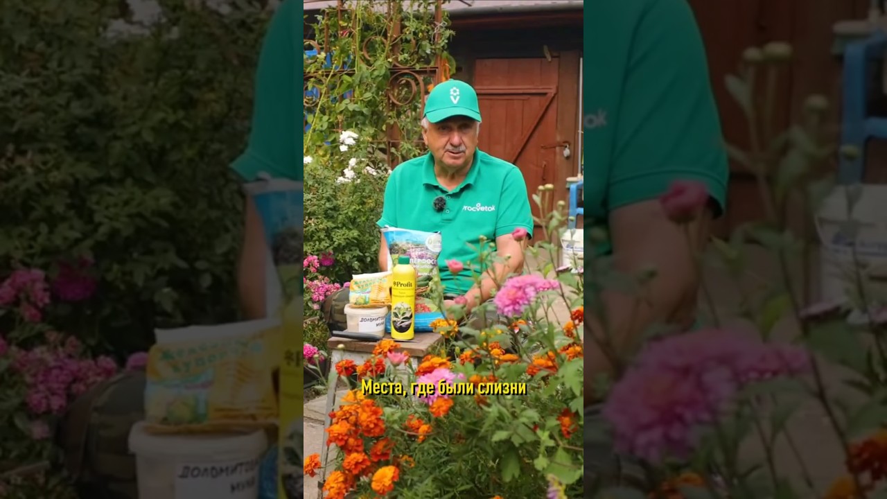 Слизней и улиток будет гораздо меньше, если посыпать грядки этим средством!