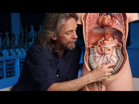 Venous drainage of the large bowel (anatomy)