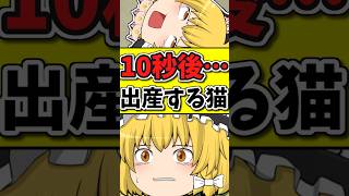 １０秒後に「４匹の子猫を産む」猫ちゃん！ #shorts #ゆっくり茶番 #ゆっくり茶番劇