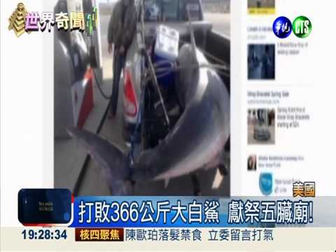 釣魚釣到大白鯊 火烤獻祭五臟廟