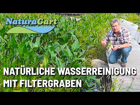 Biologische Teichreinigung im Schwimmteich und Fischteich durch Filtergraben