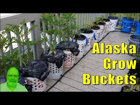 download lagu mp3 mp4 Tomatoes In Alaska, download lagu Tomatoes In Alaska gratis, unduh video klip Tomatoes In Alaska